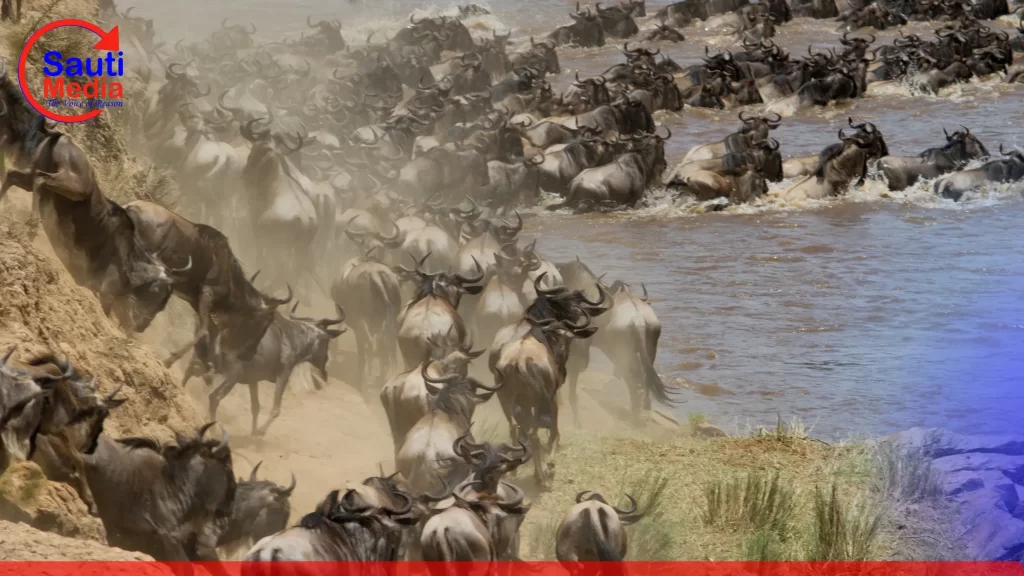 The Great wildebeest Migration follows a  cyclical pattern following a calendar. See the calender of the amazing Wildebeests Migration.